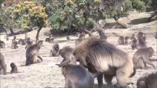 Gelada Baboons Simien Mountains Ethiopia [upl. by Duky]