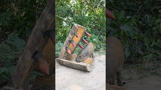 Amazing Wild Boar Trap  The Power Pig Trap Make from Big Wood animals wildlife shorts [upl. by Otit]