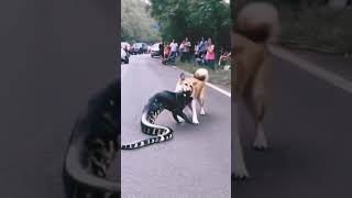 Giant animal fight with dog all world of first video viral funniestvideo funnymoment aww [upl. by Trini393]