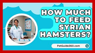 How Much To Feed Syrian Hamsters  PetGuide360com [upl. by Naaman]