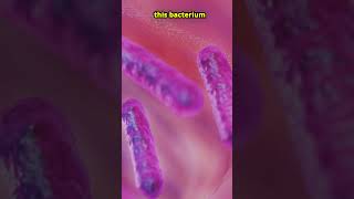 This Bacteria Poops Out Gold facts shorts bacteria gold biology [upl. by Nitas]