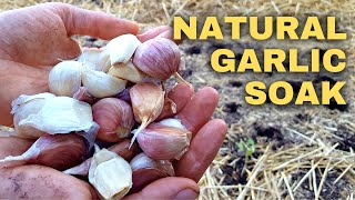 How to Plant Garlic amp Shallots Hardneck amp Softneck [upl. by Peednama577]