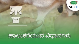 ಹಾಲುಕರೆಯುವ ವಿಧಾನಗಳು  Best Milking Methods  Heritage VET Kannada  ಕನ್ನಡ [upl. by Waly807]