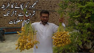 How to Ripe Dates  How are Dates Dried  Khajoor Pakane ka Tarika [upl. by Rudolf238]