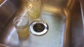 Gnat infestation Apple Cider Vinegar does NOT work [upl. by Darrow]