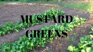 Planting Mustard Greens [upl. by Alrep]