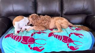 Goldendoodle vs Boxer [upl. by Elfreda997]