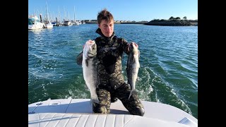 Spearfishing for Bass off the Llyn Peninsula North Wales  massive shoals [upl. by Anaihs575]