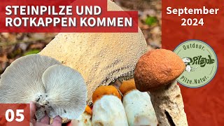 STEINPILZE IM NADELWALD UND VIELE ROTKAPPEN  Lustiges Pilzesammeln 😃 im September 2024  EP5 [upl. by Sergu104]