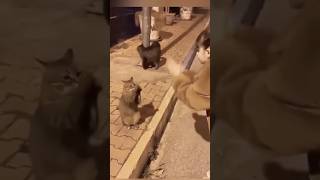 Kitten’s amazing ability to imitate funny funnyanimls catfunny cat animals [upl. by Norihs74]