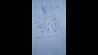 Pinus  external morphology of pinusdiagram botany shorts [upl. by Adda]