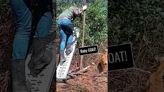 Land CLEARING with GOATS goats landclearing homesteading [upl. by Enoid664]