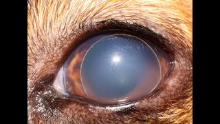 Everything you need to know about lens luxation in animals [upl. by Ahseem]