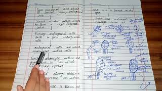 life cycle of polytrichum sexual reproduction development of antheridia in polytrichum [upl. by Eseuqram852]