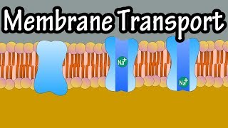 Cell Membrane Transport  Transport Across A Membrane  How Do Things Move Across A Cell Membrane [upl. by Ytnom545]