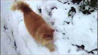 Gato de Bosque de Noruega paseando en la nieve Gatto delle foreste norvegesi Norsk Skogkatt [upl. by Ellenahs]