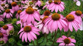 Echinacea purpurea Natures Miracle Plant Harvesting Dormant Roots For Propagation amp Tincture [upl. by Airym126]