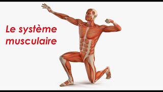 LE SYSTÈME MUSCULAIRE [upl. by Kinnon]