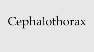 How to Pronounce Cephalothorax [upl. by Gordan]