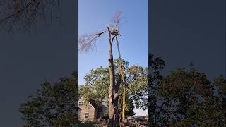 Cutting The Top Out Of A Massive Oak Tree treework treefelling [upl. by Lipfert962]