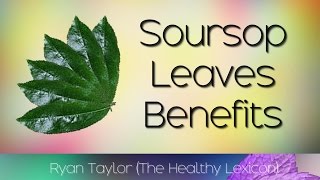 Soursop Leaves Benefits and Uses Graviola [upl. by Carthy]