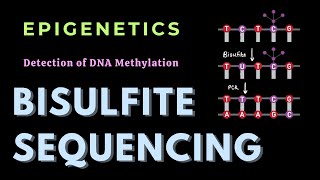 Bisulfite sequencing  DNA methylation  Epigenetics  GATECSIRNET [upl. by Ylatfen]