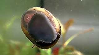 Horned Nerite Snail Clithion Corona Gehoornde Neritina slakRennschnecken [upl. by Oicneconi]