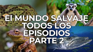 El Mundo Salvaje Todos los Episodios Parte 2  Free Documentary Nature  Español [upl. by Manuel]