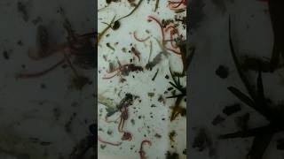 blood worm from fish waste தமிழ்💥🐟😍🐠bloodwormfish foodguppy foodfishtank [upl. by Livia]