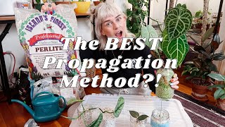 Propagating in Perlite  It Saved My Plants From Root Rot [upl. by Wendie]