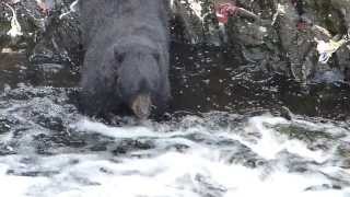 Black Bear fishing for salmon at Traitors Cove near Ketchikan [upl. by Eetak]