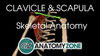 Clavicle and Scapula  Shoulder Girdle  Anatomy Tutorial [upl. by Shayn]