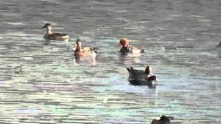 Eurasian wigeon and Red crested pochard in one frame HD Video [upl. by Noira]