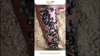 Ticks Are So Dangerous tick insects dangerous viralshorts beach amazingfacts facts nature [upl. by Seniag]