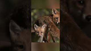 A true story of wildlife friendship 🦊 animals nature wildlife [upl. by Kendre946]