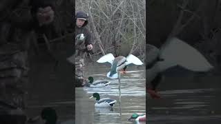 AvianX Powerflight Mallard in Action  Duck Hunting shorts [upl. by Avonasac]