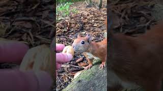 Eichhörnchen Hypnotisiert  Squirrel Hypnotized [upl. by Llerehc167]