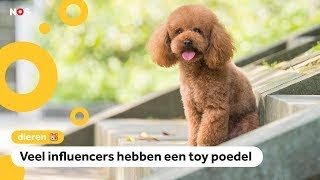 Tiny Toy Poodle wow wow wow [upl. by Laehpar]