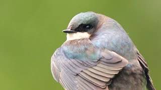 Tree Swallow and House Wren [upl. by Derwin]