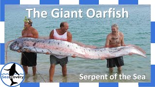 The Original Sea Serpent The Giant Oarfish Regalecus glesne [upl. by Ramma204]