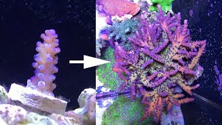 2 years of SPS and Acropora coral growth [upl. by Uy]