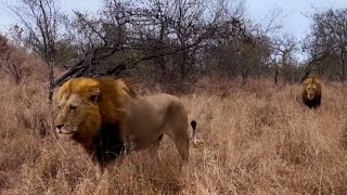 Plains Camp Male Lions Following Nkuhuma Lionesses for next easy meal  27 July 2024 [upl. by Leiuqese]