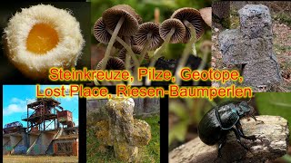 16032024 Steinkreuze Pilze Geotope Lost Place RiesenBaumperlen [upl. by Polard]