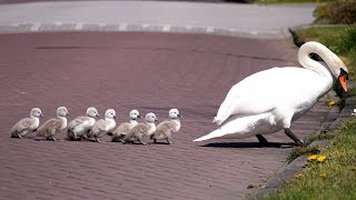 Mute Swan Family with 8 Cygnets Crossing the Road 4K [upl. by Kcid]