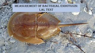 Endotoxin testing  BET  LAL test [upl. by Neelia]