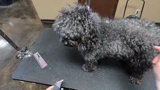 SEVERELY Matted Poodle Makeover [upl. by Safko842]