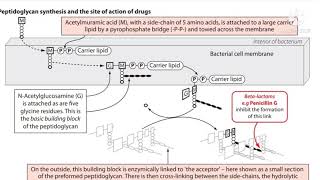 Flucloxacillin  Antibiotics  Penicillin  Cell wall synthesis inhibitor [upl. by Revart]