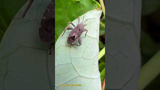 Leaffooted Bug shorts insects truebugs inaturalist annlazaro [upl. by Luar]