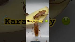 Karaczany foryou dc tarantula spider insects terra dlaciebie like [upl. by Enimassej]