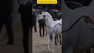 Arabianhorse horse music россия arabistan irani shortvideo music [upl. by Olympium798]